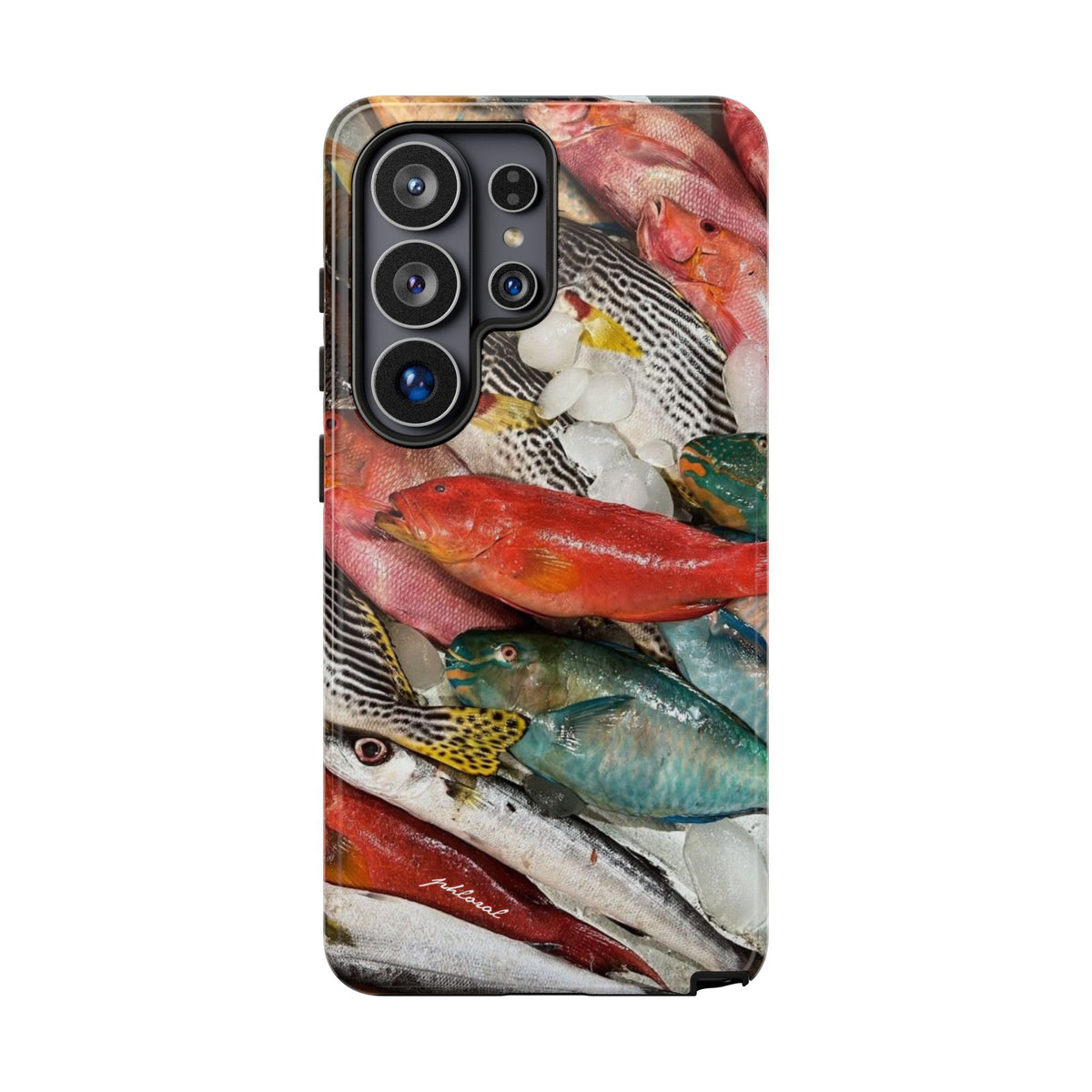 Coral & Scalė
